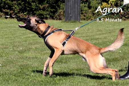 Malinois Agran von Bradenton