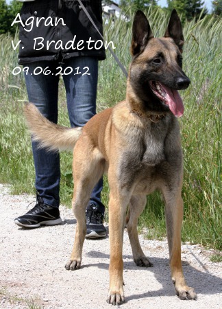 Malinois Agran von Bradenton