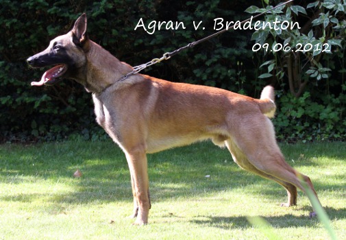 Malinois Agran von Bradenton