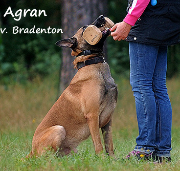 Malinois Agran von Bradenton