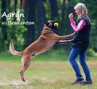 Malinois Agran von Bradenton