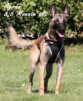 Malinois Agran von Bradenton