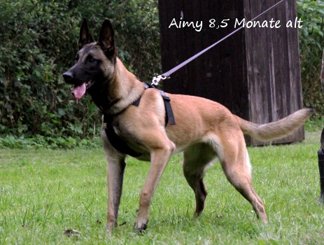 Malinois Aimy von Bradenton