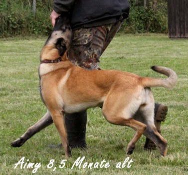 Malinois Aimy von Bradenton