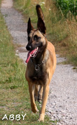 malinois Abby