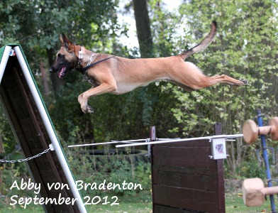 malinois Abby