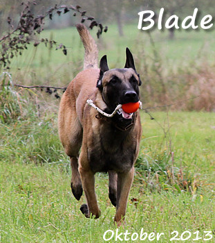 Malinois v. Bradenton