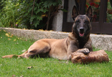 malinois Conchita